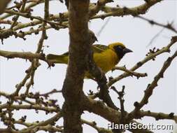 Image of Speke's Weaver