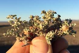 Image de Helichrysum lucilioides Less.