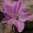 Erodium rodiei (Br.-BI.) Poirion resmi