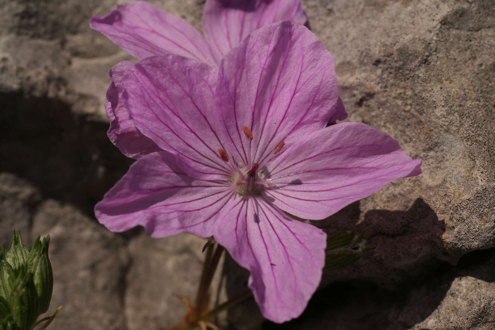 Image of Erodium rodiei (Br.-BI.) Poirion