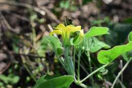 Image of peonyleaf woodsorrel