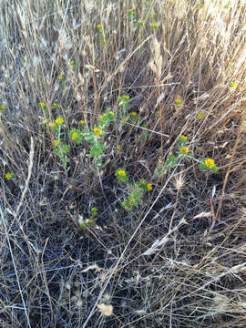 Image of common tarweed