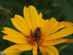 Image de Andrena aliciae Robertson 1891