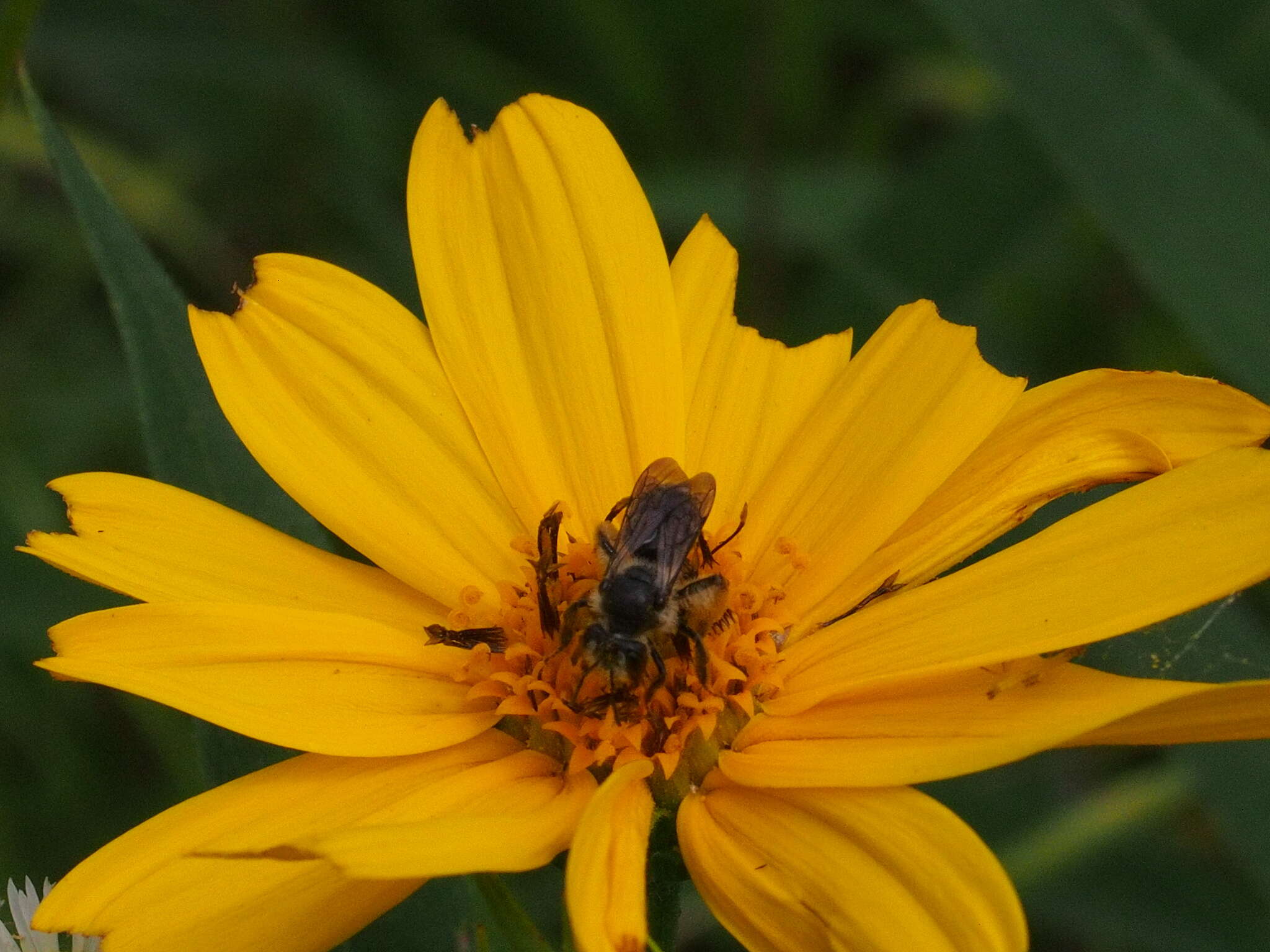 Image de Andrena aliciae Robertson 1891