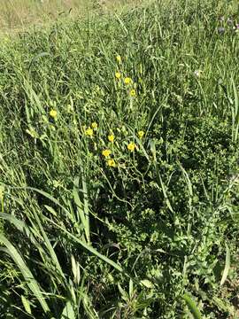 Image of smallflower hawksbeard