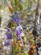 Image of Disa multifida Lindl.