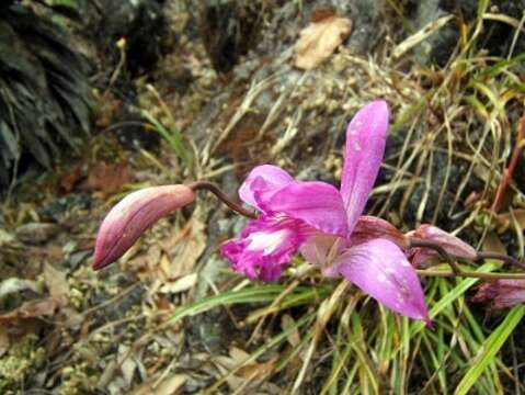 Image of Bletia reflexa Lindl.