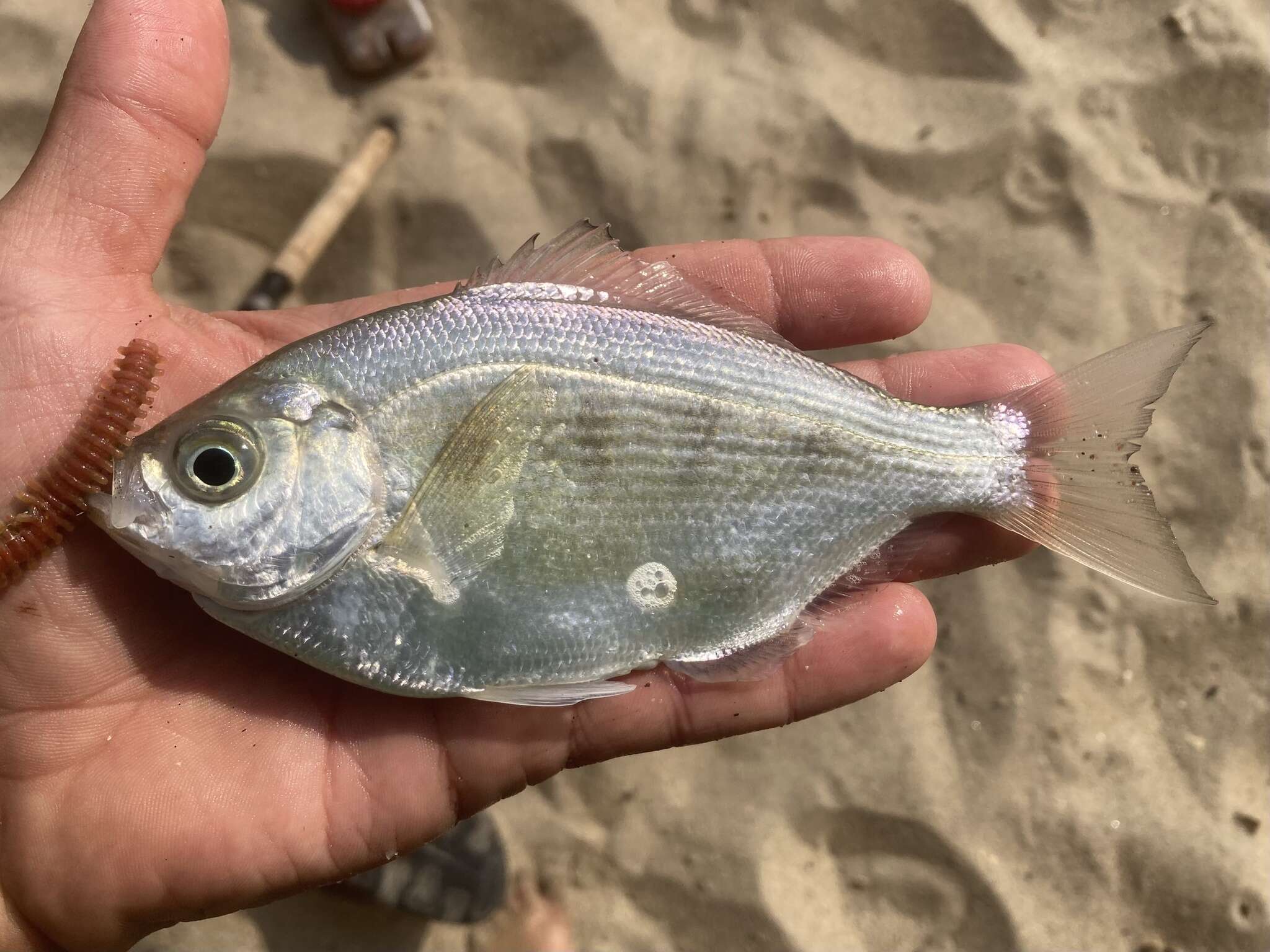 Image of Silver surfperch