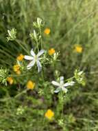 Sabatia macrophylla Hook. resmi