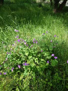 Imagem de Orychophragmus violaceus (L.) O. E. Schulz