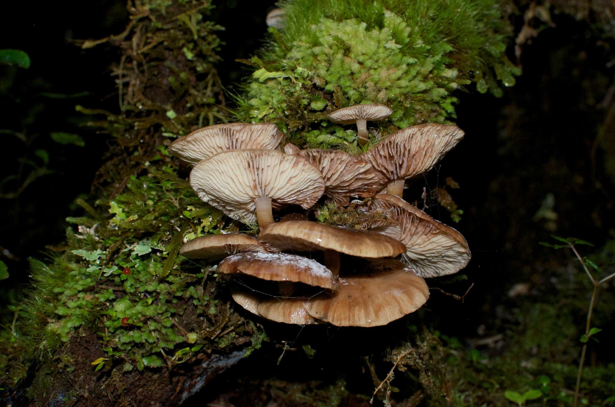 Image of Armillaria novae-zelandiae (G. Stev.) Boesew. 1977