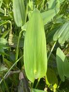 Image of <i>Pontederia <i>cordata</i></i> var. cordata