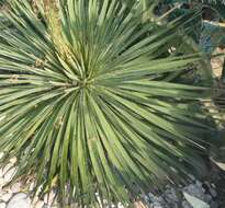 Image of Agave ortgiesiana (Baker) Trel.