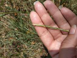 Image of Elymus reflexiaristatus subsp. strigosus (Schult.) Melderis