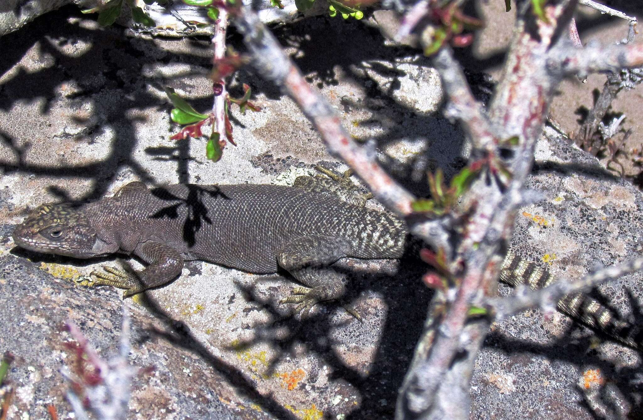 Liolaemus petrophilus Donoso-barros & Cei 1971 resmi