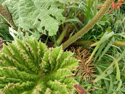 Image of giant rhubarb