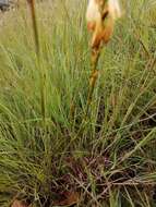 Image of Watsonia watsonioides (Baker) Oberm.