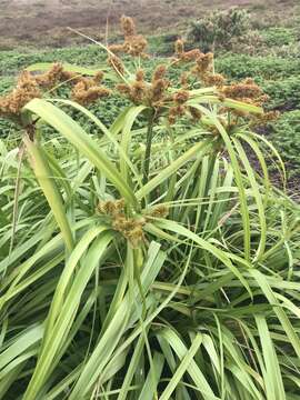 Слика од Cyperus duripes I. M. Johnst.