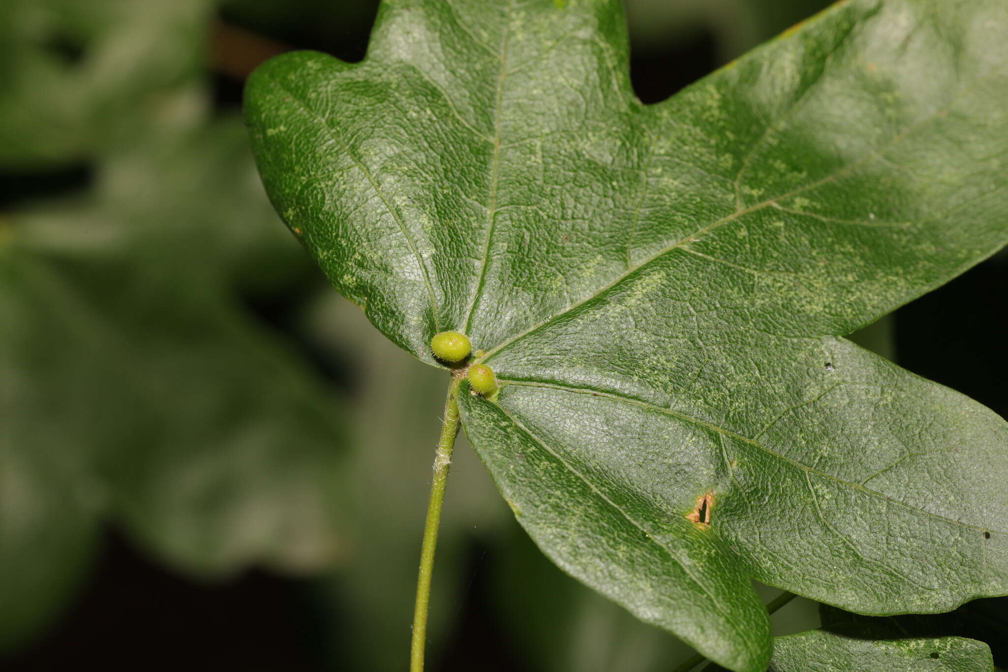 Sivun <i>Aceria macrochela</i> kuva