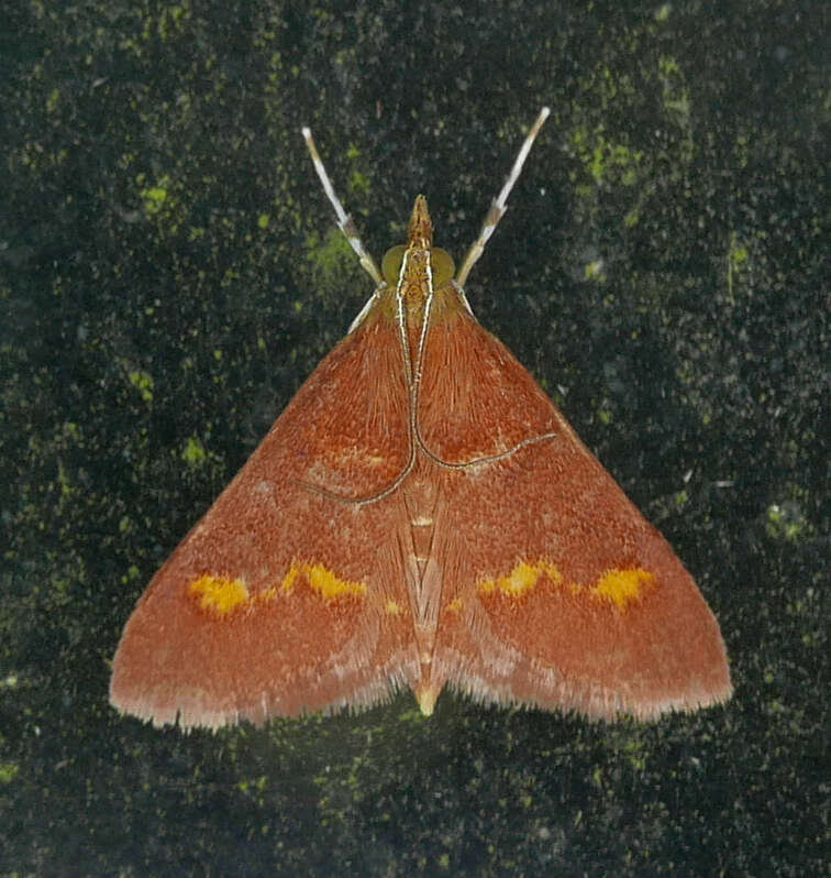 Image of Pyrausta pseuderosnealis Munroe 1976