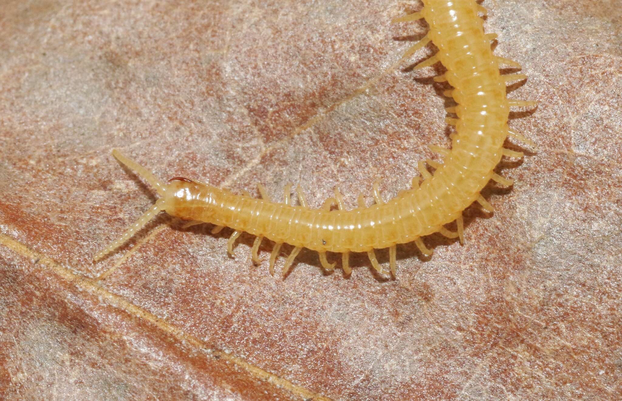 Image de Garriscaphus amplus Chamberlin 1941