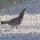 Image of Idaho Ruffed Grouse