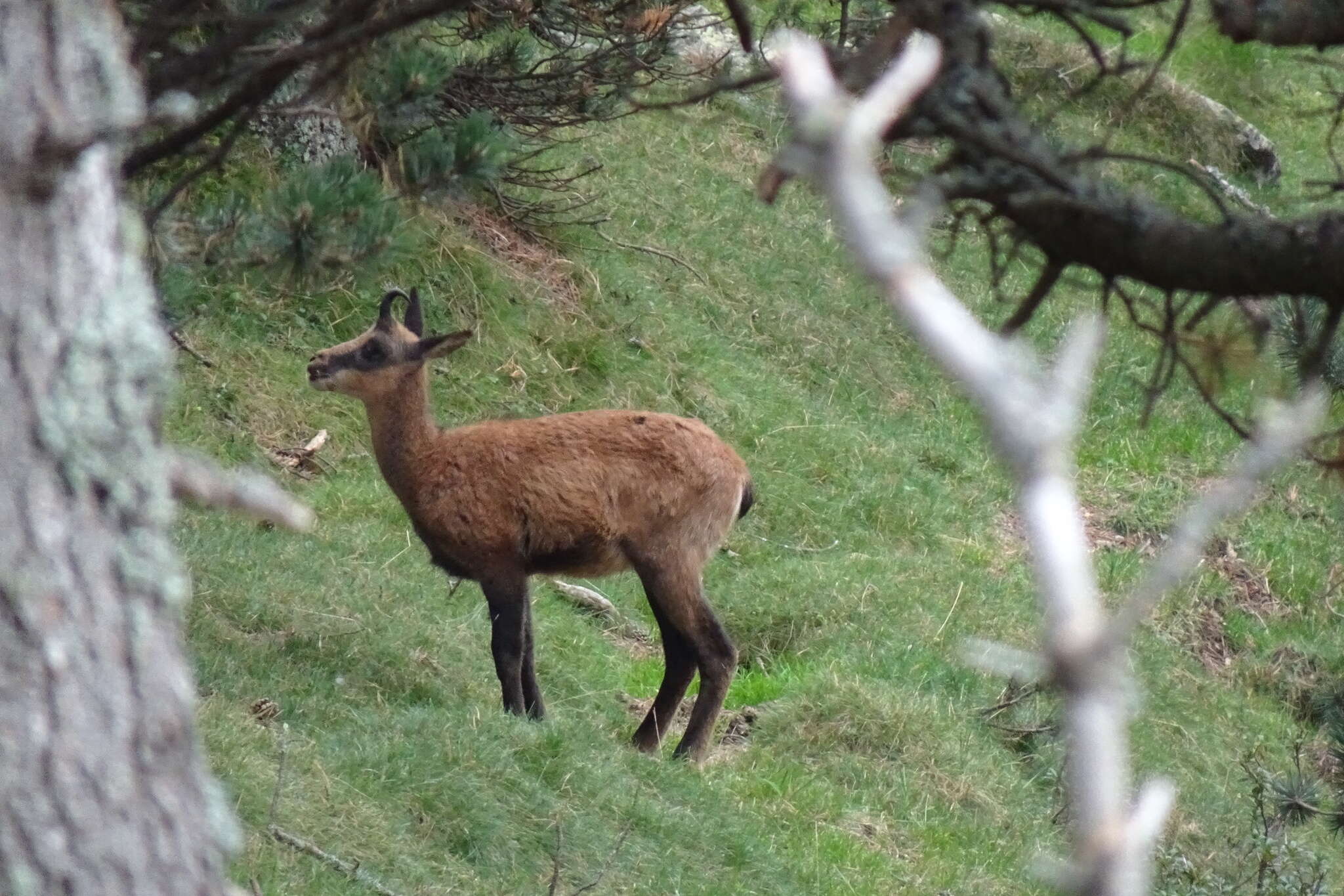 Image of Abruzzo Chamois