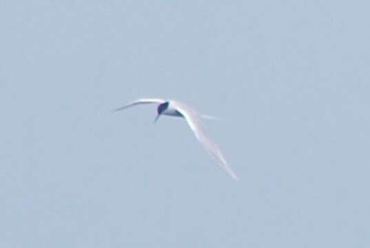 Image of Roseate tern