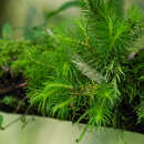 Image of Wilson's clubmoss