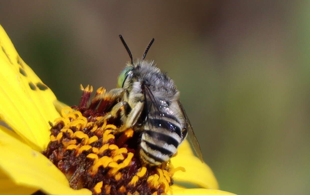 Image of Anthophora curta Provancher 1895