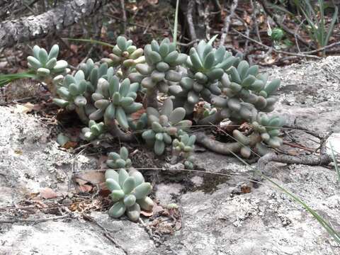 Image of Pachyphytum hookeri (Salm-Dyck) A. Berger