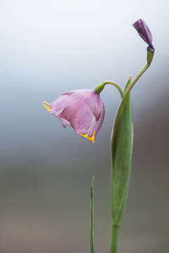 Tigridia meleagris (Lindl.) G. Nicholson的圖片