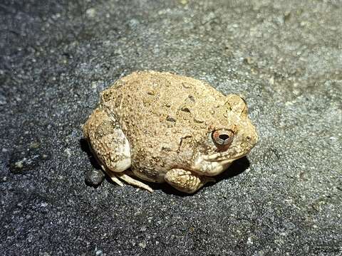 Image of Tandy's Sand Frog