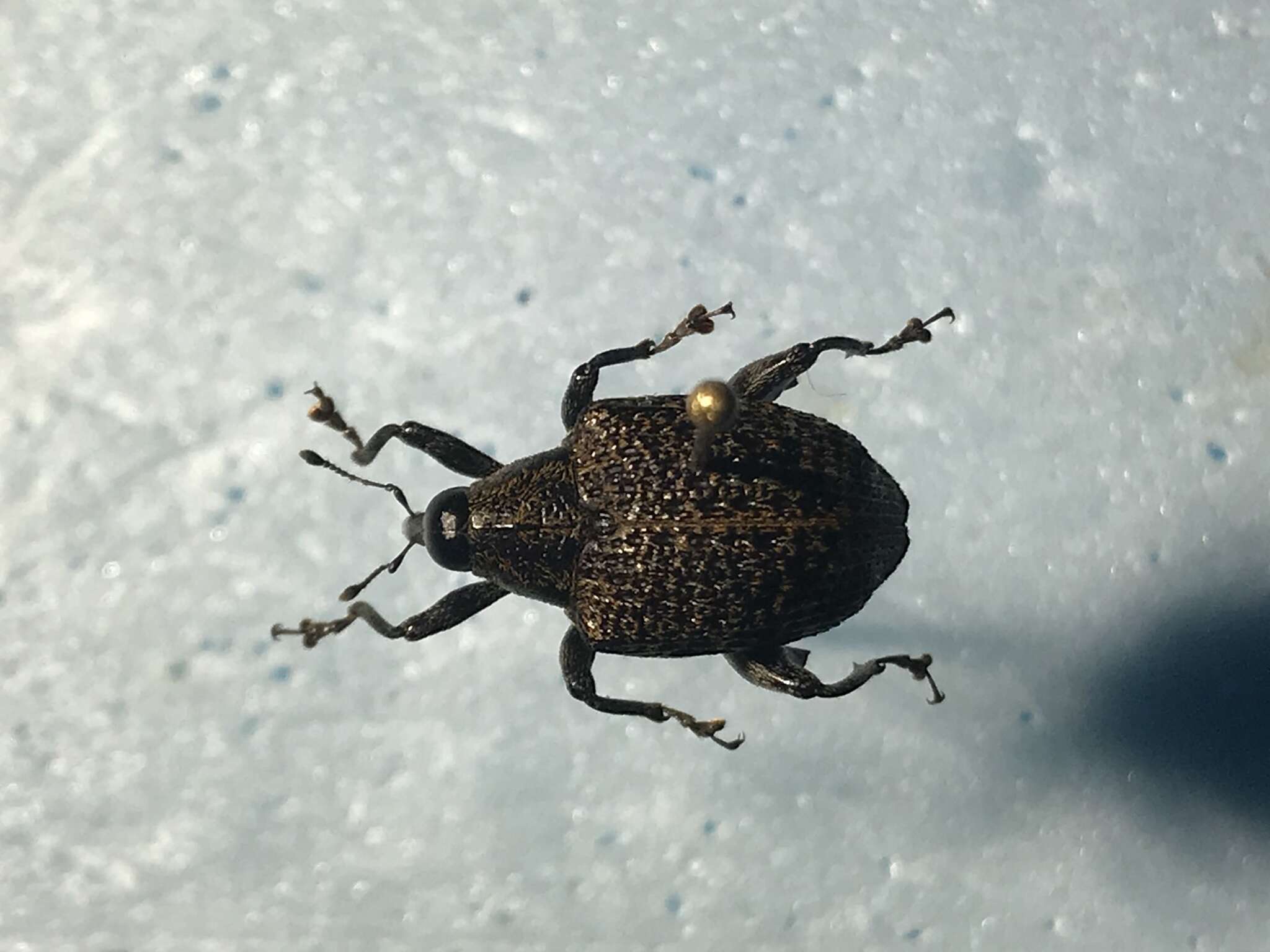 Image of Pseudopiazurus centraliamericanus Heller 1906