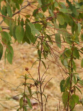 Image of Cistus ladanifer subsp. ladanifer