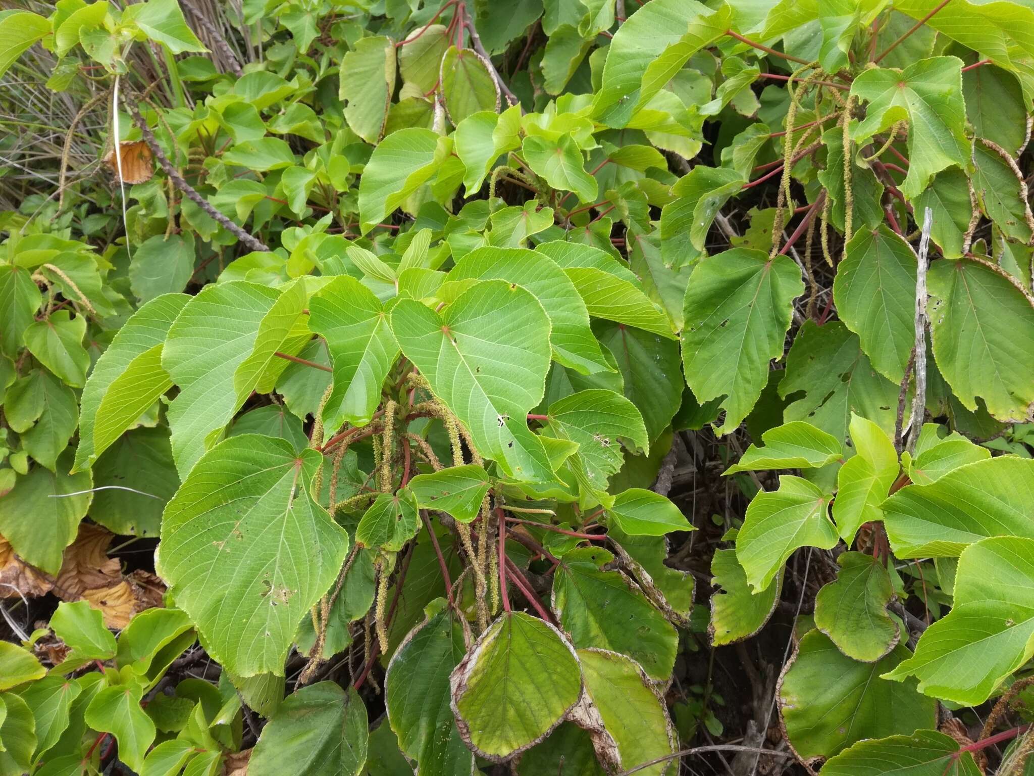 Image de Acalypha grandibracteata Merr.