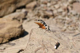 Image of Podarcis erhardii riveti (Chabanaud 1919)