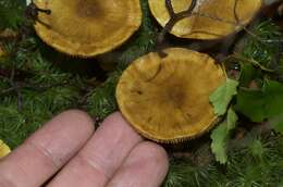 Image of Cortinarius canarius (E. Horak) Gasparini 2014