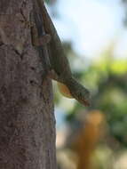 Image de Anolis distichus Cope 1861