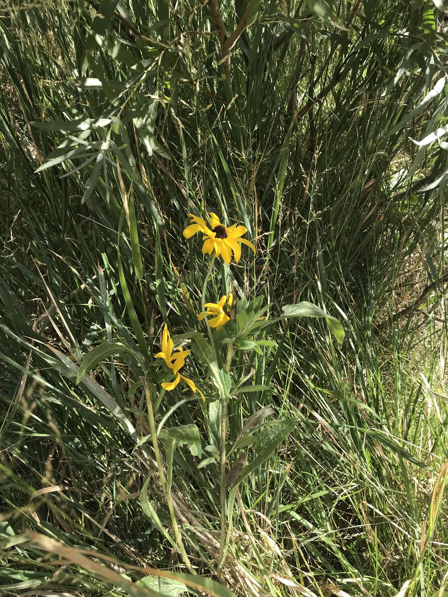 Image of coneflower