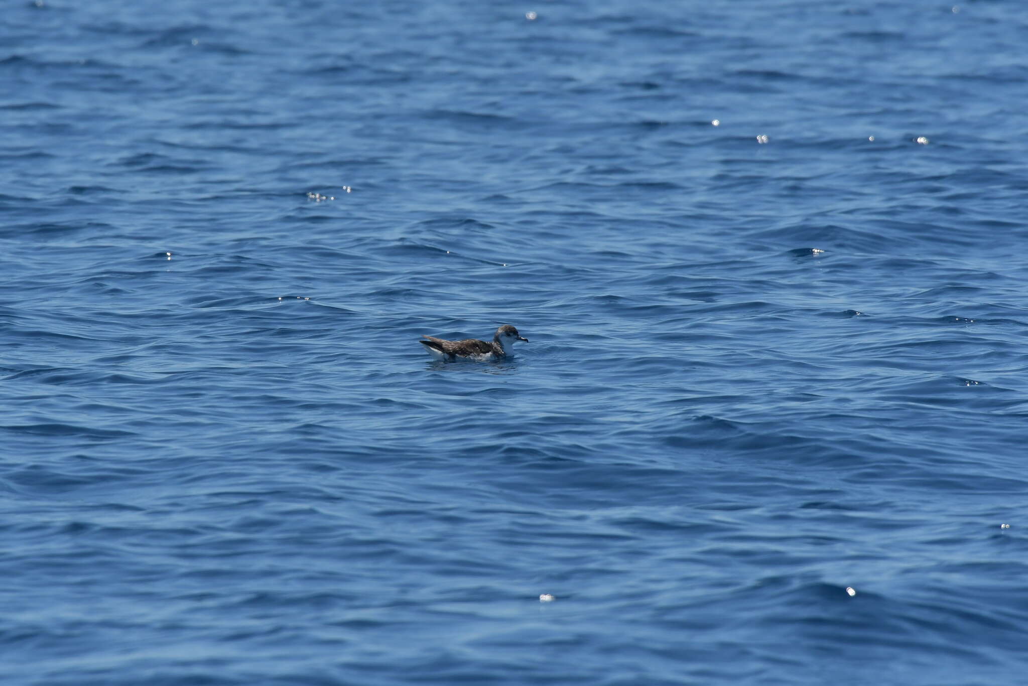 Image of Puffinus assimilis haurakiensis Fleming, CA & Serventy 1943