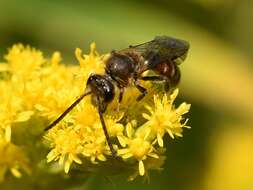 Plancia ëd Lasioglossum calceatum (Scopoli 1763)