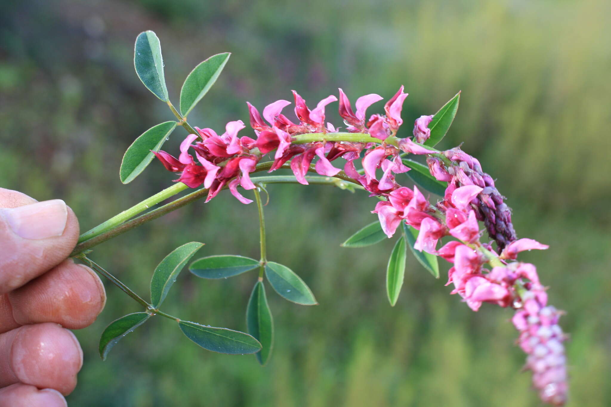 Image de Indigofera amoena Aiton