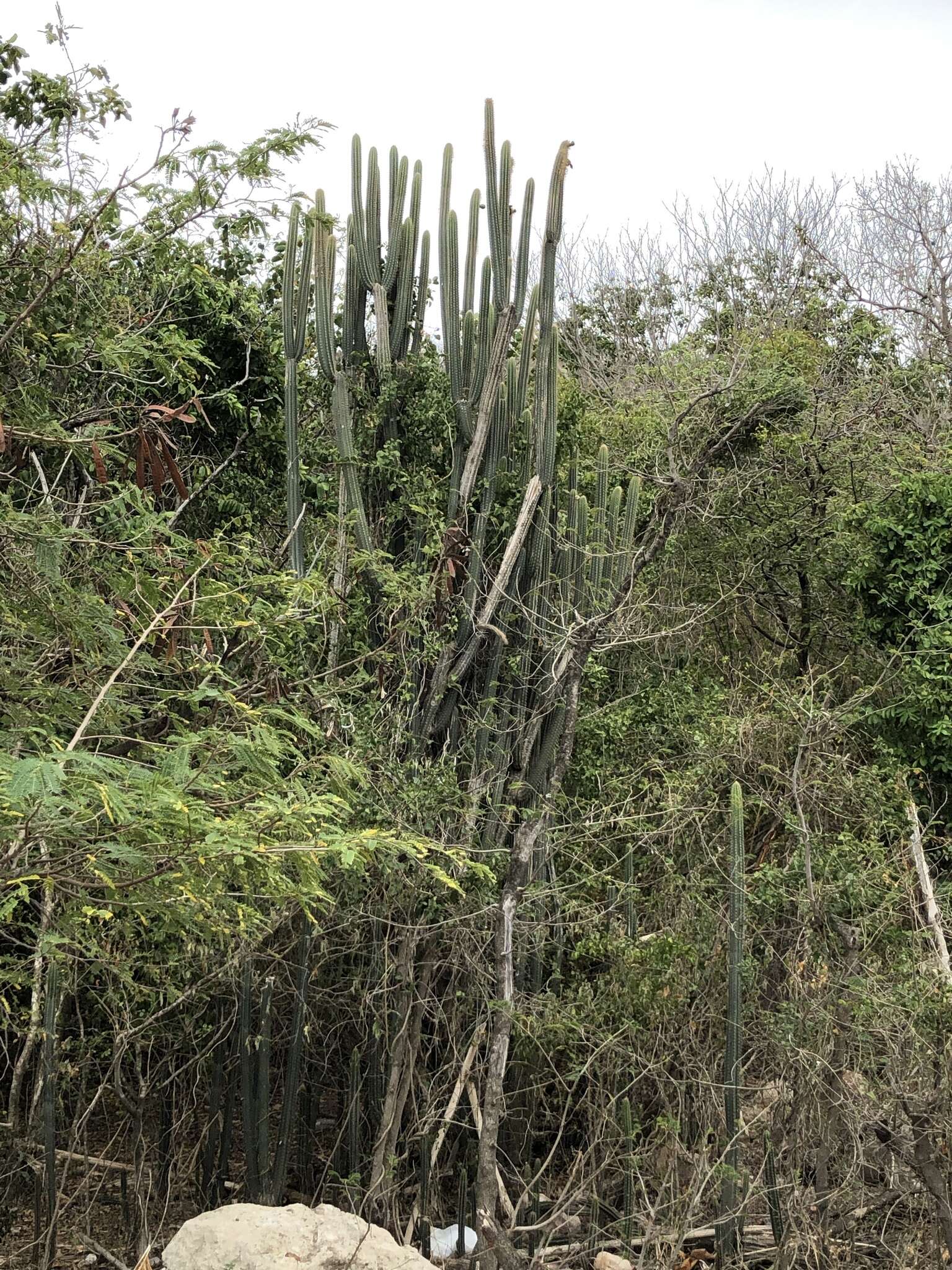 Image of Pilosocereus lanuginosus (L.) Byles & G. D. Rowley