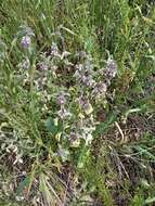 Image of horehound