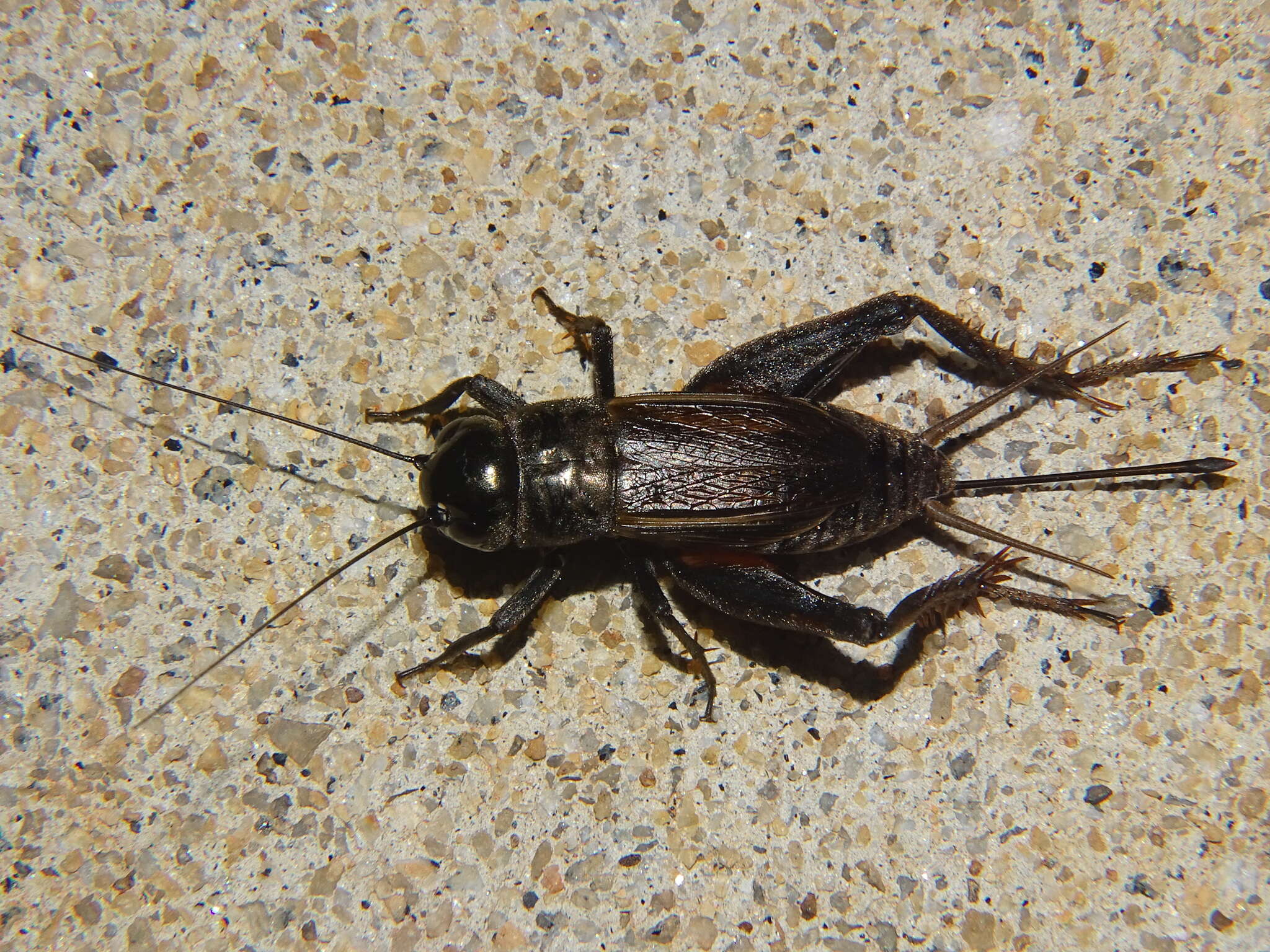 Image of Texas Field Cricket