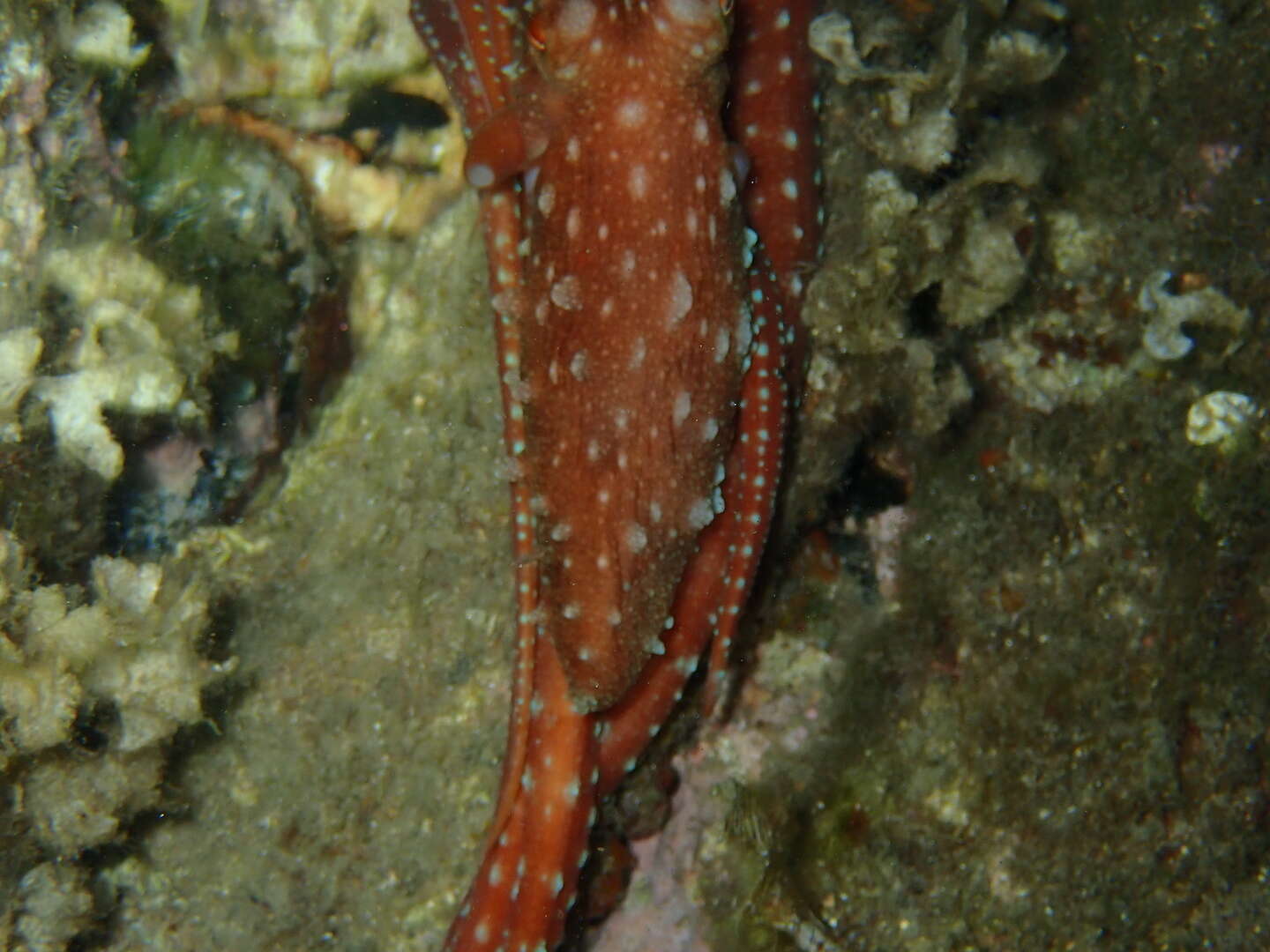 Image of Whitespot octopus