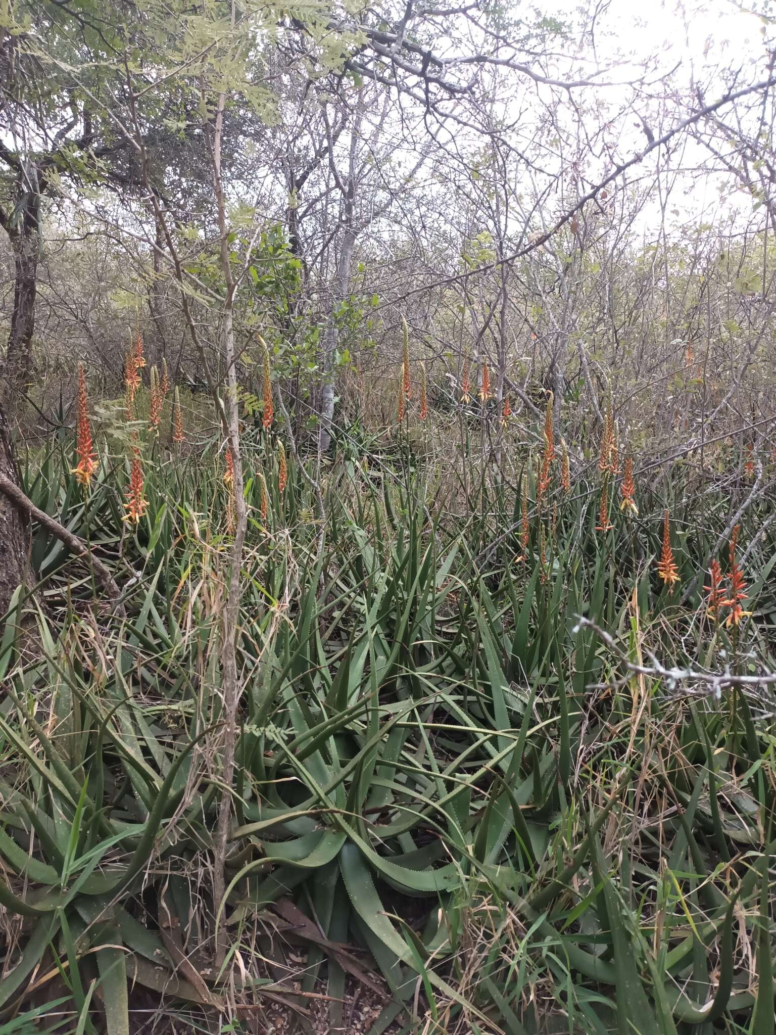 Image of Malapati aloe