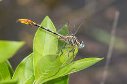 صورة Phanogomphus militaris (Hagen ex Selys 1858)