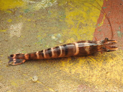 Image of Black tiger shrimp